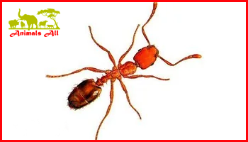 Red Ant