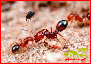 Red Ant 