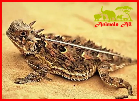  Horned Lizard 