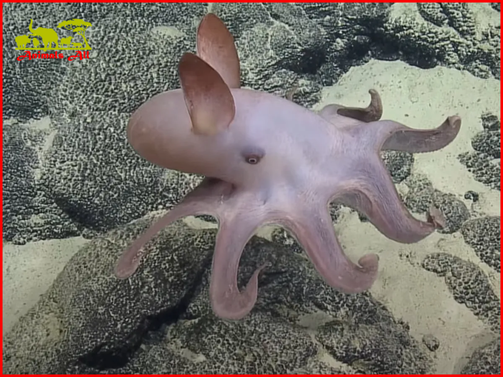 Dumbo Octopus