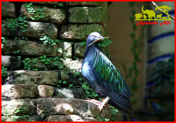 Nicobar Pigeon