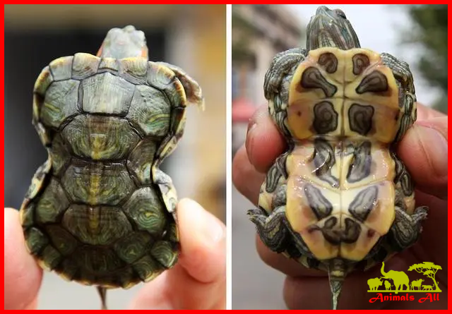 flower turtle