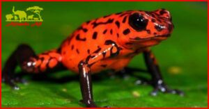 strawberry poison dart frog