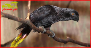 Black Lorikeet