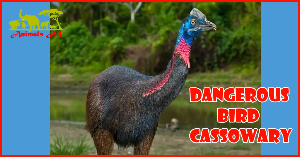 Cassowary