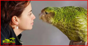 Kakapo