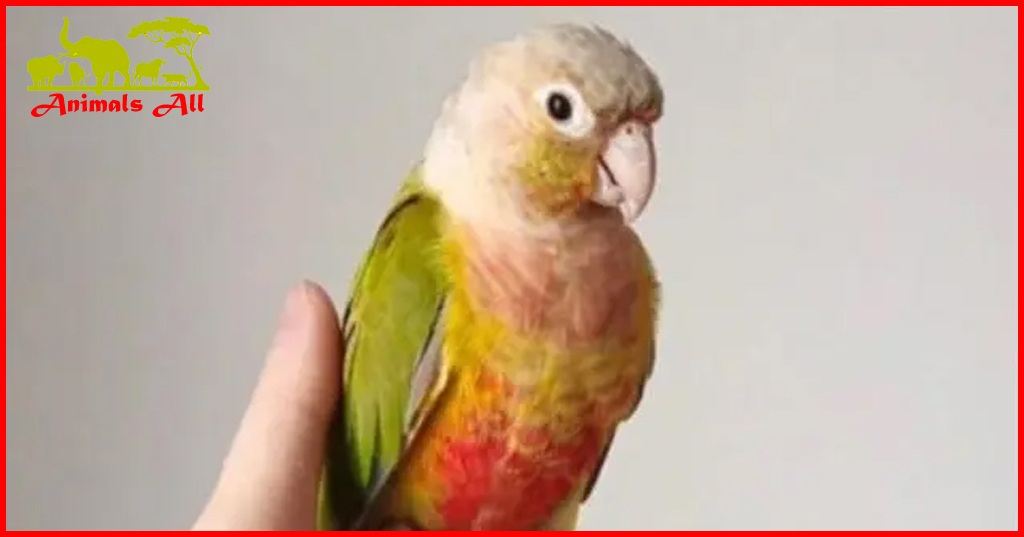 Pineapple Sun Conure