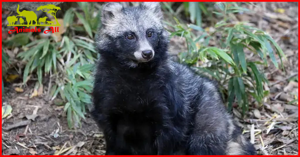 Raccoon dog