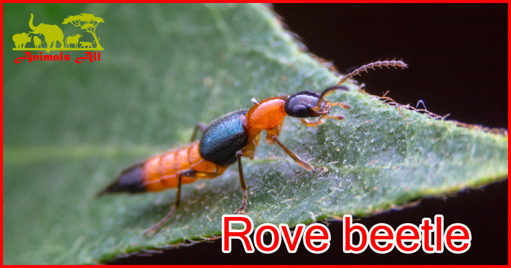 Rove beetle