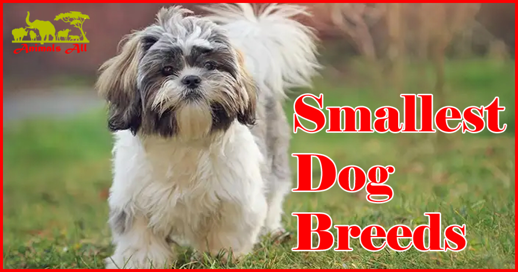 Smallest Dog Breeds