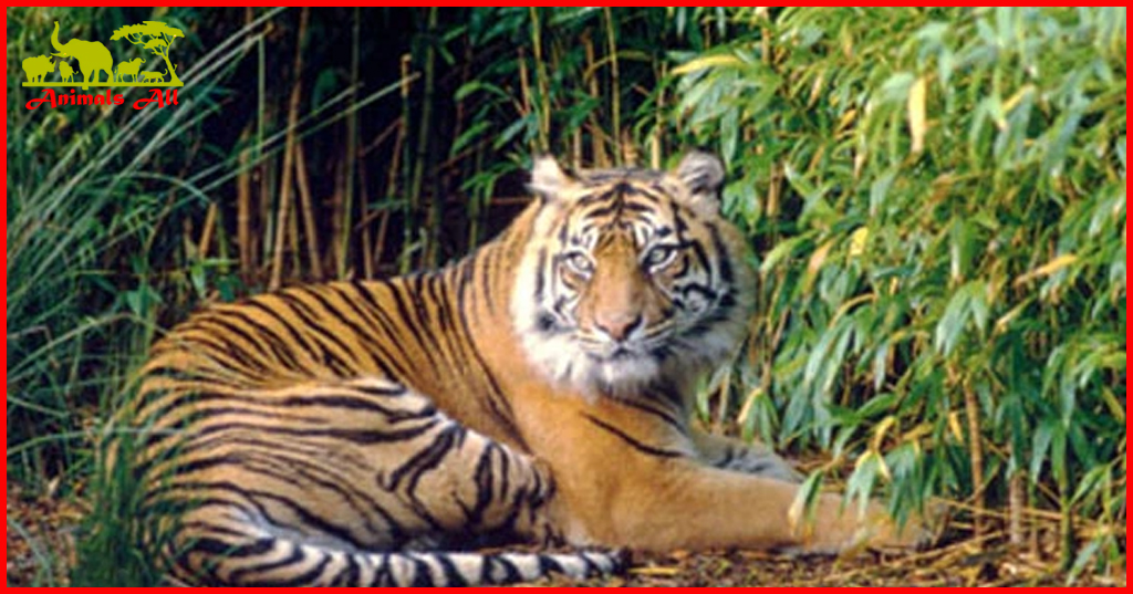 Sumatran Tiger