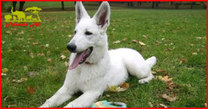 White Swiss Shepherd Dog