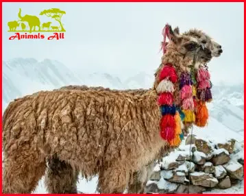 alpaca and llama