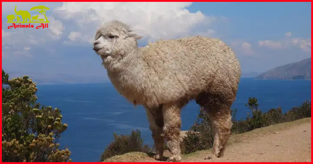 alpaca vs llama