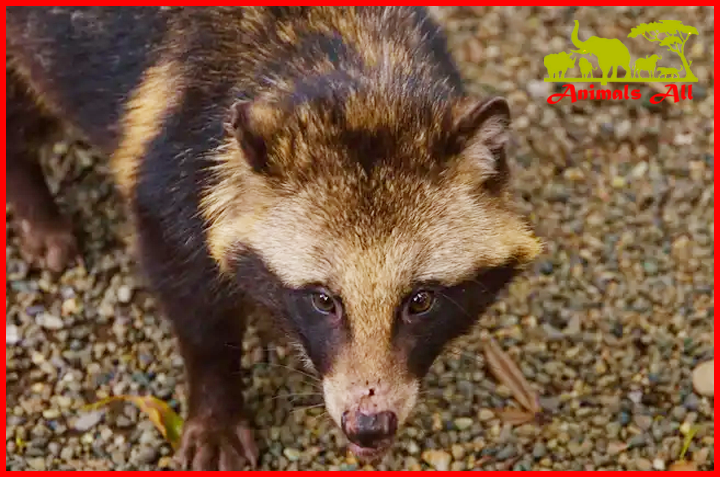 Raccoon dog