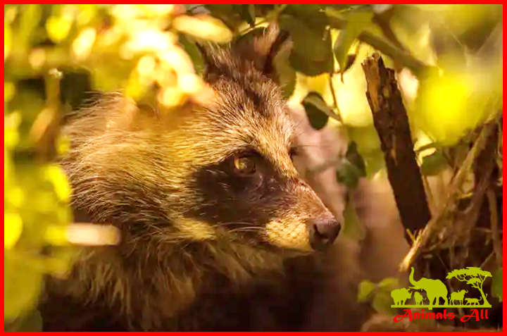 Raccoon dog