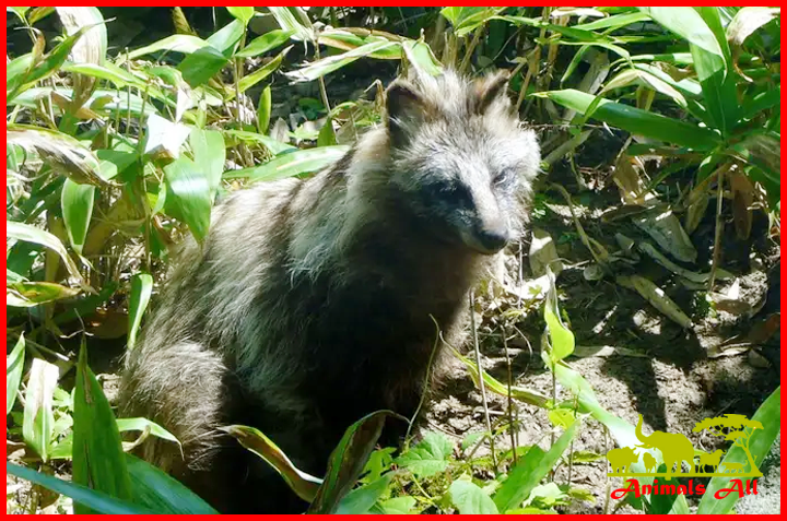 Raccoon dog