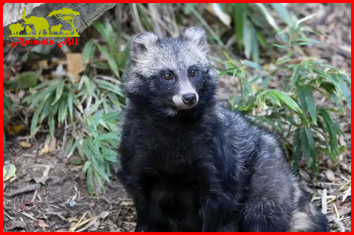 Raccoon dog