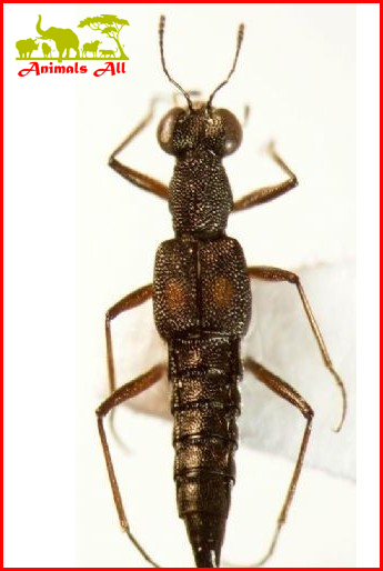 Rove beetle