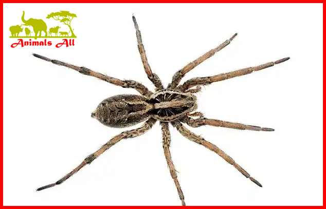 Wolf Spider 