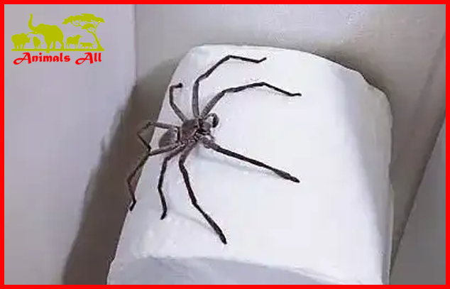 Huntsman Spider