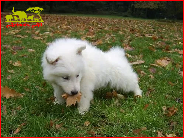 White Swiss Shepherd Dog