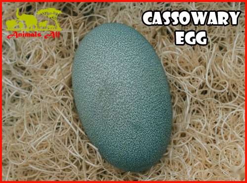 Egg