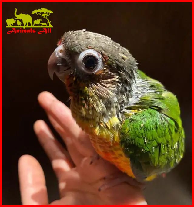 Pineapple Sun Conure