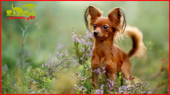 Smallest Dog Breeds Russian Toy Terrier