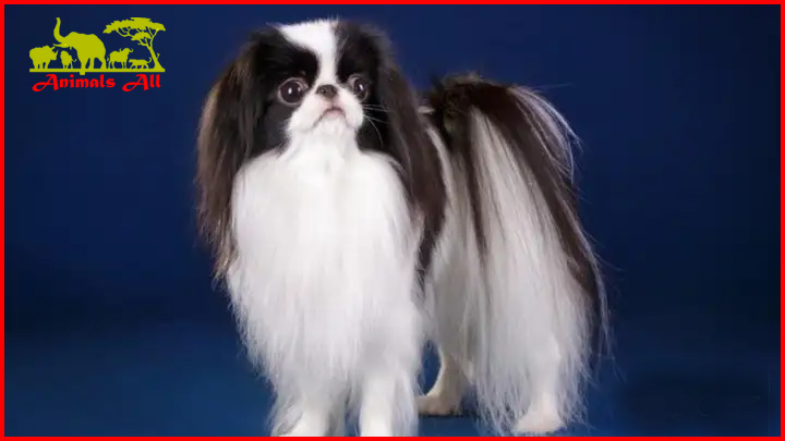 Known for its diminutive size, the Japanese Chin was first recognized by the American Kennel Club in 1888.