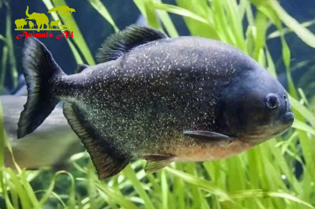 The Black Piranha