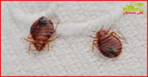 Bed Bugs