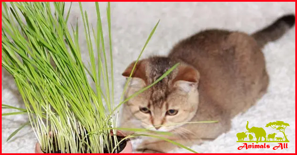 Cat grass