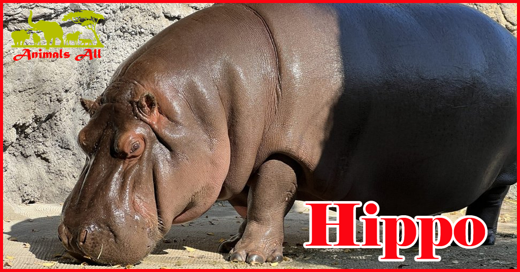 Hippo