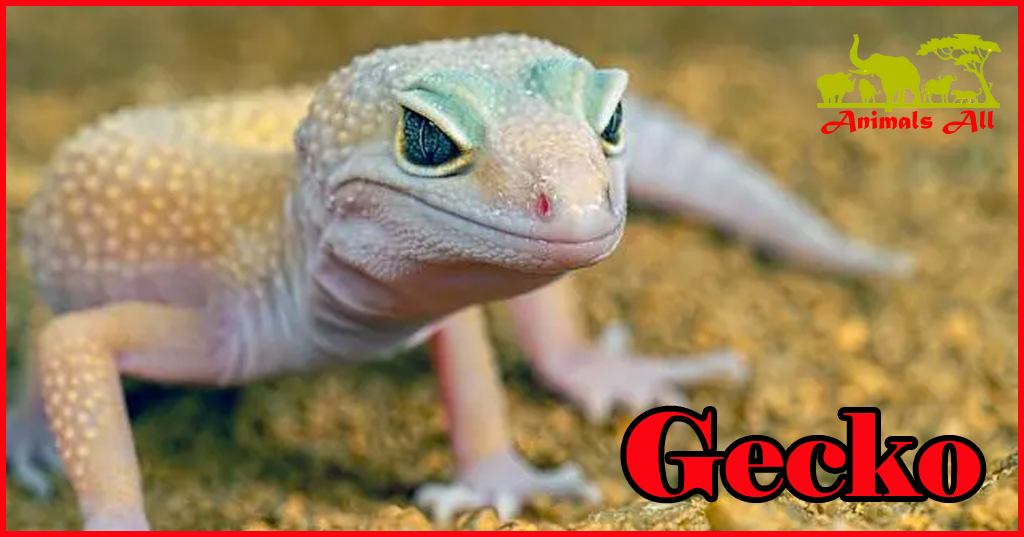 What do geckos eat