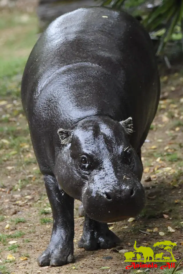 Hippo