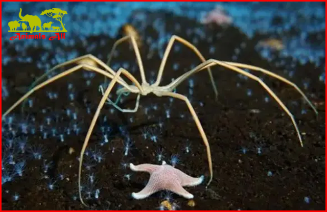 Widespread sea spiders