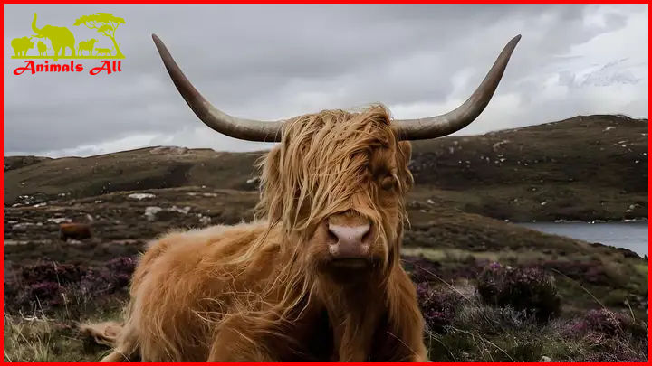 Highland cow