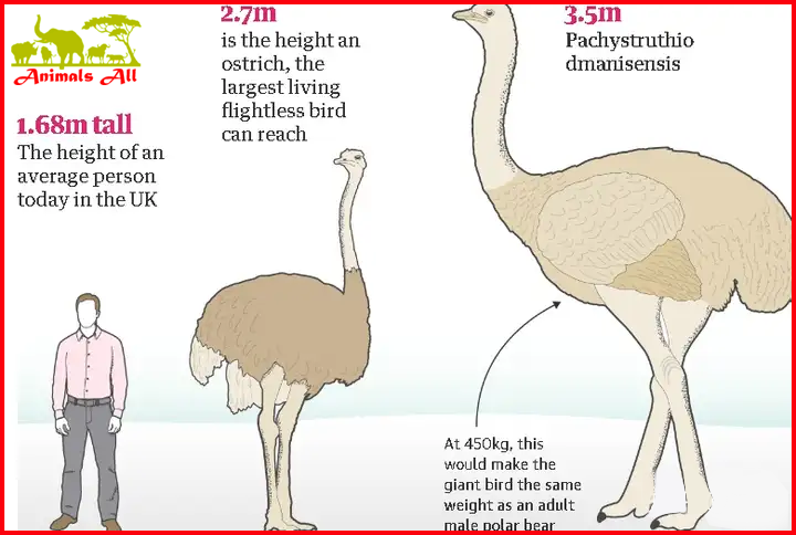 The appearance and size of the Dmanisi ostrich