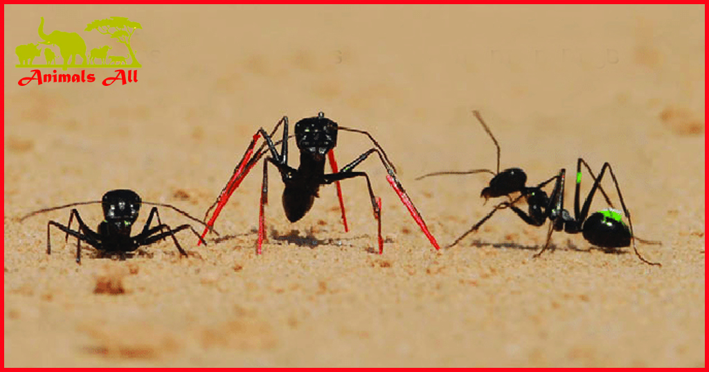 Desert Ants