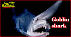 Goblin shark