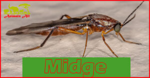 Midge