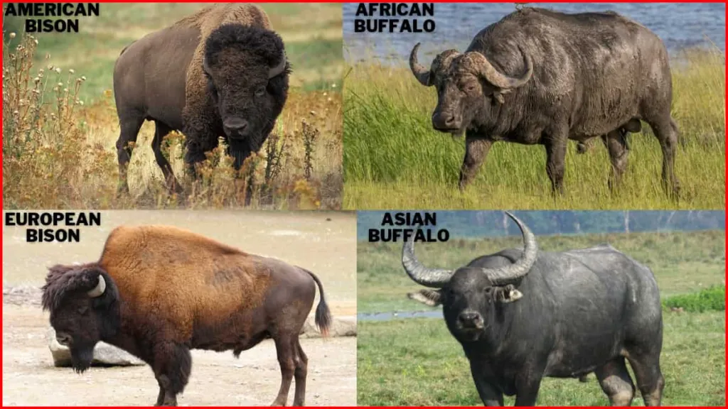 bison and buffalo