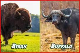 bison and buffalo