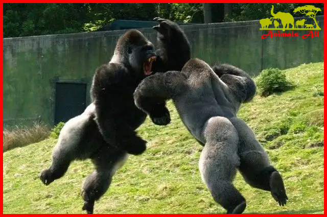 Silverback gorillas