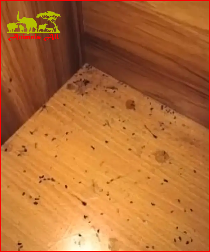 How to get rid of cockroaches at home