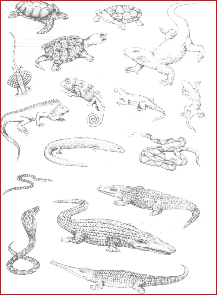 Difference Between Reptiles and Amphibians