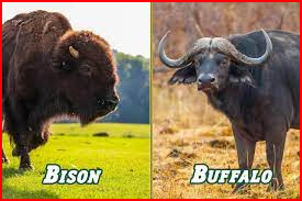 Bison vs Buffalo 