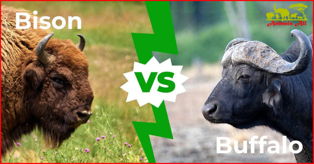 Bison vs Buffalo 