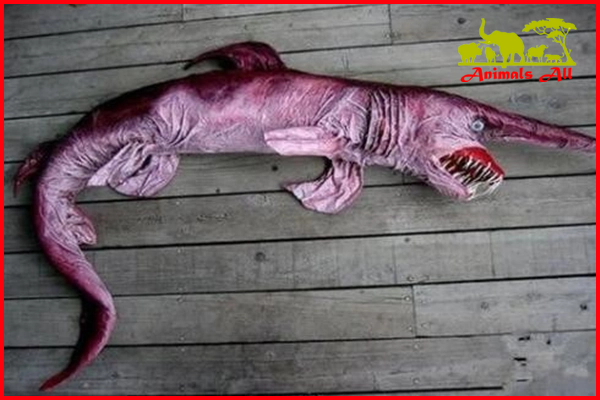 Goblin shark